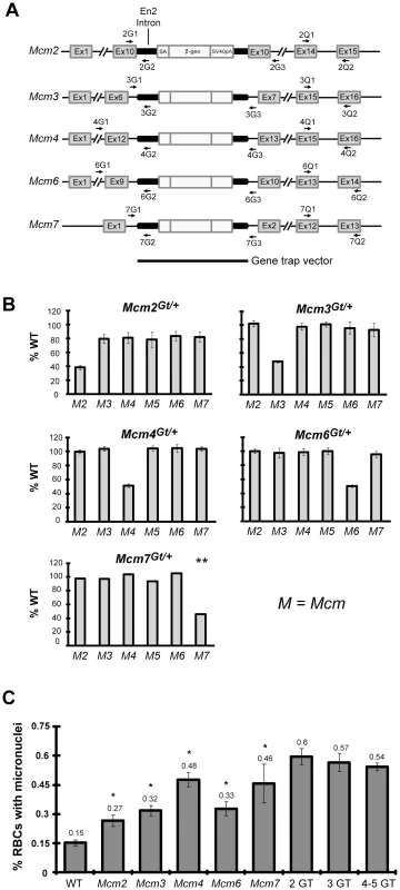 Mcm gene trap alleles and associated mRNA levels, peripheral blood micronuclei, and cancer frequency.