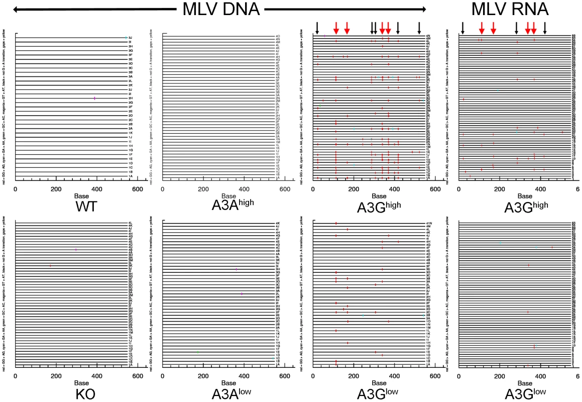 Deamination of M-MLV viral DNA and RNA in A3G transgenic mice.