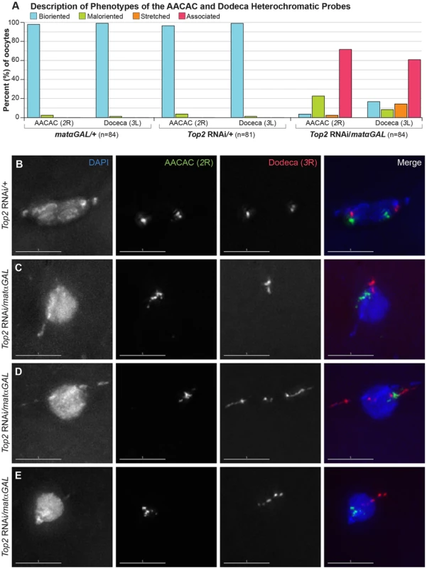 <i>Top2</i> RNAi<i>/matαGAL</i> oocytes show defects in chromosome biorientation and in the separation of heterochromatic regions of the <i>2<sup>nd</sup></i> and <i>3<sup>rd</sup></i> chromosomes.