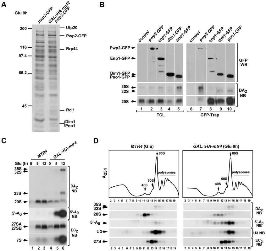 Rrp12 is required at a 90S particle-mediated maturation step that precedes exosome action.