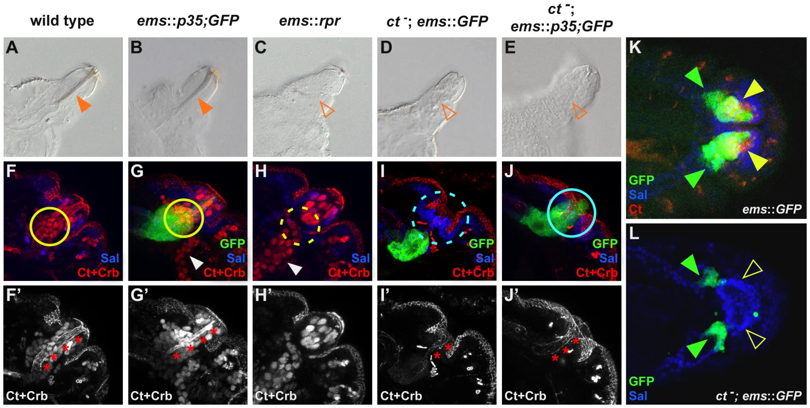 Cut-dependent repression of apoptosis is required for cell survival and differentiation.
