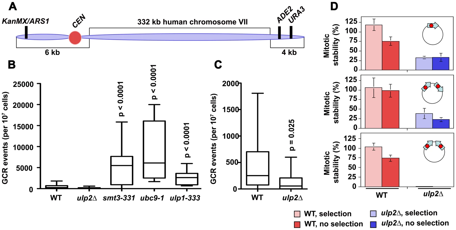 Chromosome re-arrangements in <i>ulp2</i>Δ <b>mutants.</b>