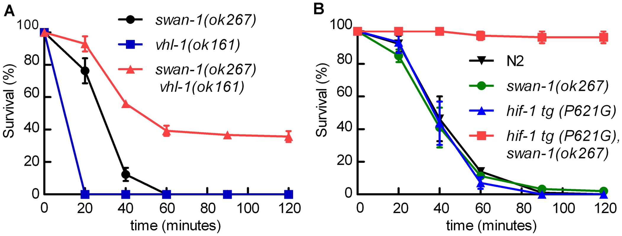 The <i>swan-1 (ok267), vhl-1 (ok161)</i> double mutant is more resistant to <i>P. aeruginosa</i> PAO1 fast killing than either single mutant.