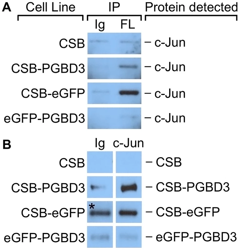 c-Jun co-immunoprecipitates with the CSB-PGBD3 and CSB-eGFP proteins, but not with eGFP-PGBD3.
