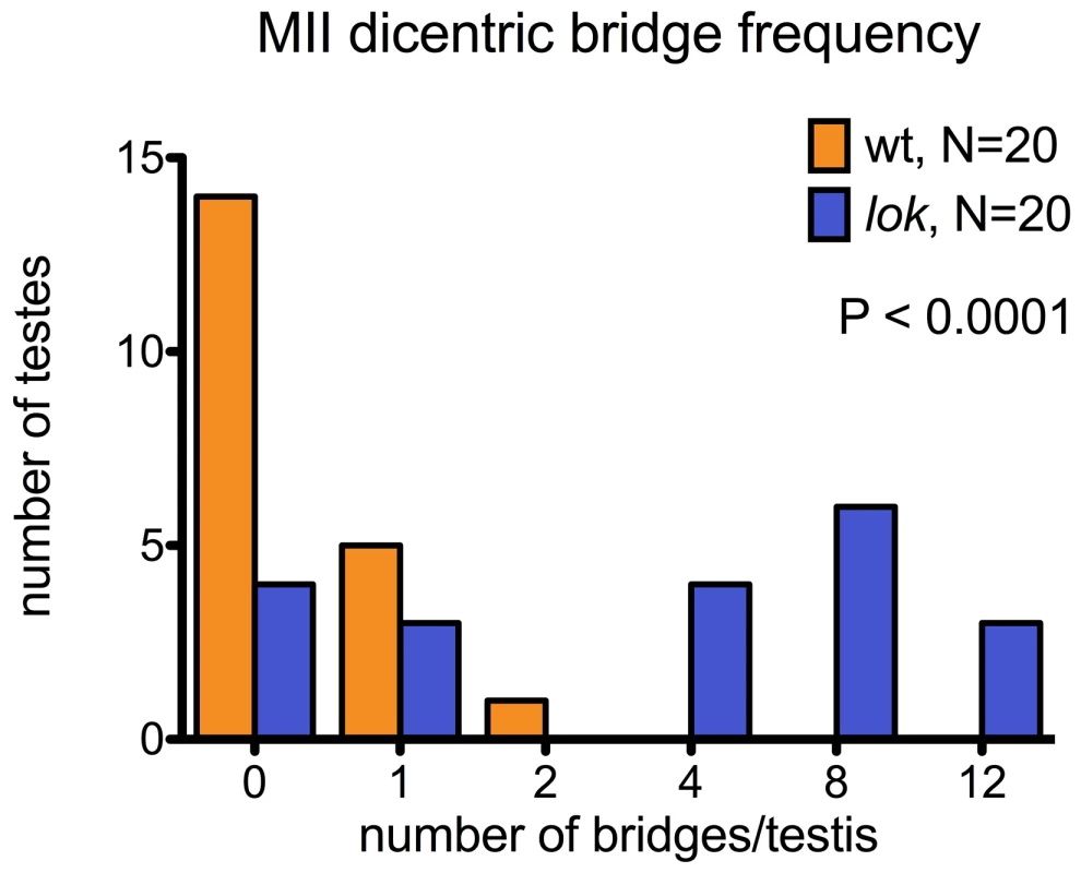 Dicentric bridge frequency in Meiosis II.