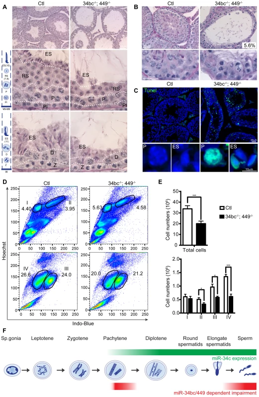 miR-34bc/449 are required for multiple stages of post-mitotic spermatogenesis.