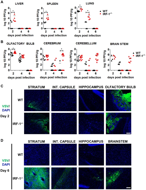 IRF-1 mediated antiviral effect is critical for viral replication during later stages of viral replication in the brain.