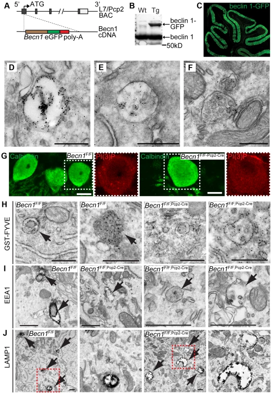 beclin 1-GFP expressed in the Purkinje cells of transgenic mice associates with endosomal organelles.