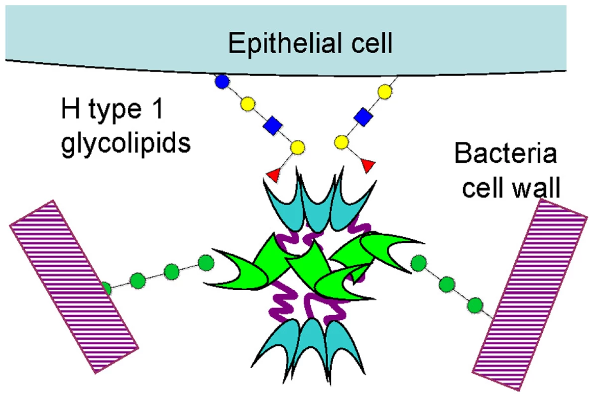 Schematic representation of BC2L-C hexamer cross-linking host epithelial cells and bacteria surface.