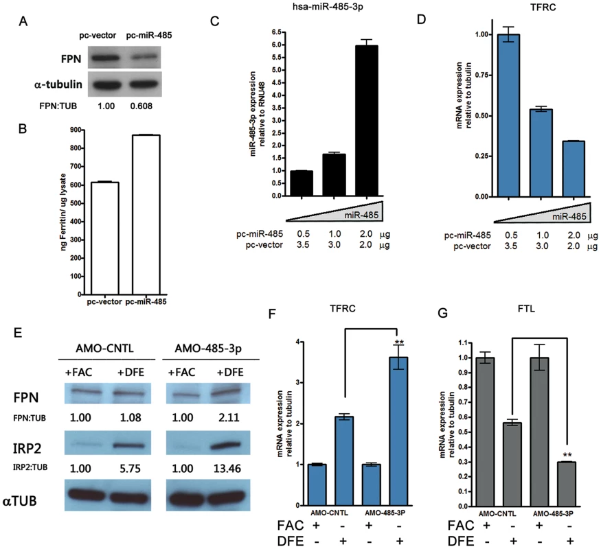 MiR-485-3p-mediated FPN repression is sufficient to alter endogenous cellular iron status.