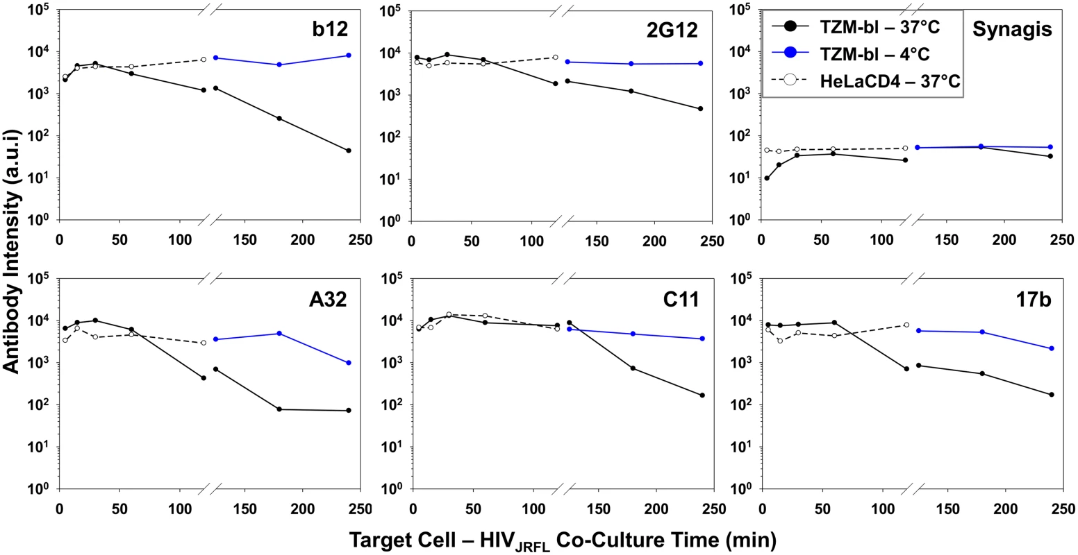 Influence of co-receptor expression, temperature and time on the exposure of gp120 epitopes on cell-bound HIV<sub>JRFL</sub> virions.