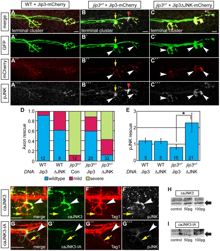Jip3 interaction with JNK was necessary for pJNK clearance and the prevention of axon swellings.