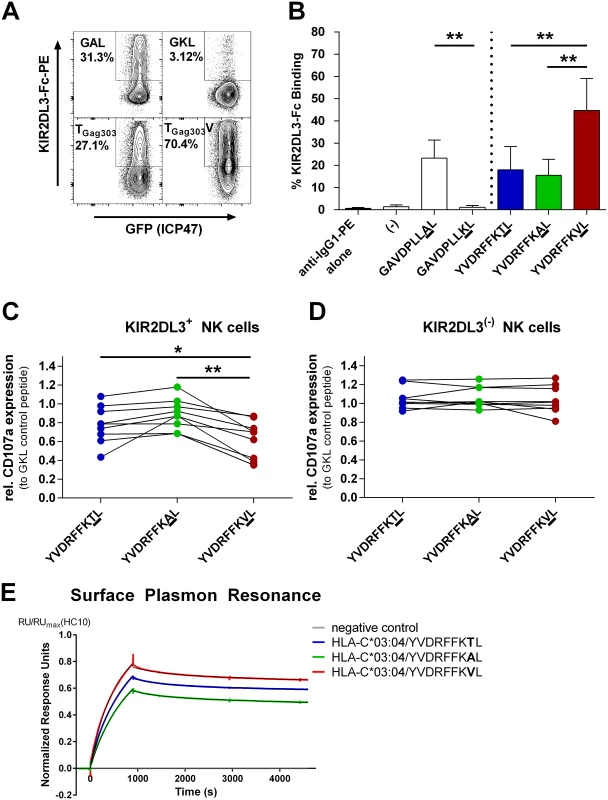 Binding of KIR2DL3-Fc and inhibition of primary KIR2DL3+ NK cells is significantly stronger when target cells are pulsed with the T<sub>Gag303</sub>V variant peptide.