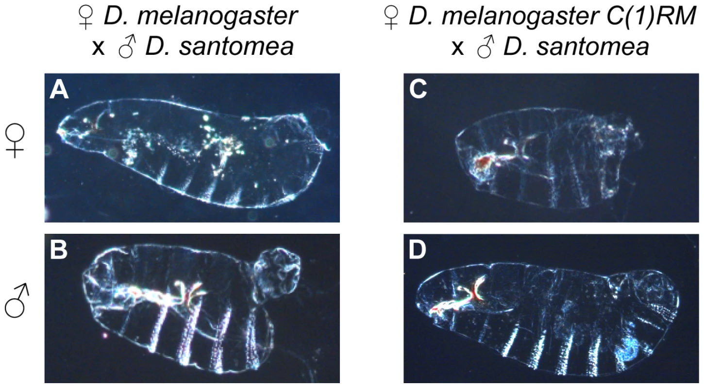 Developmental defects observed in two interspecific crosses between <i>D. melanogaster</i> and <i>D. santomea</i>.