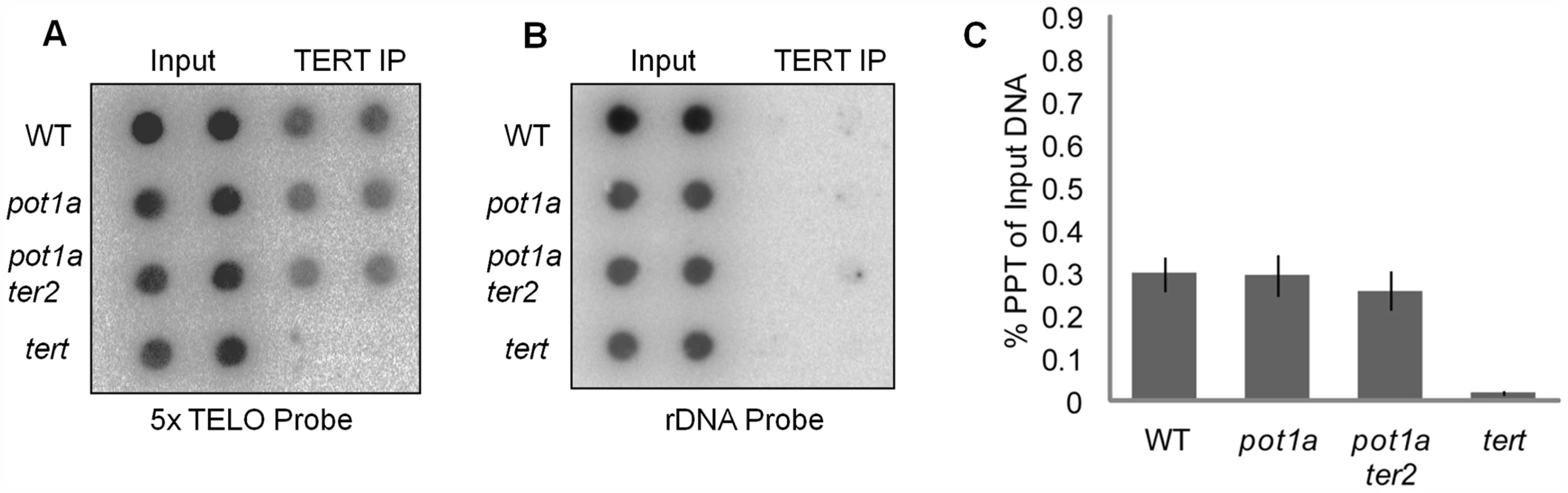 Telomerase associates with telomeres in the absence of POT1a.