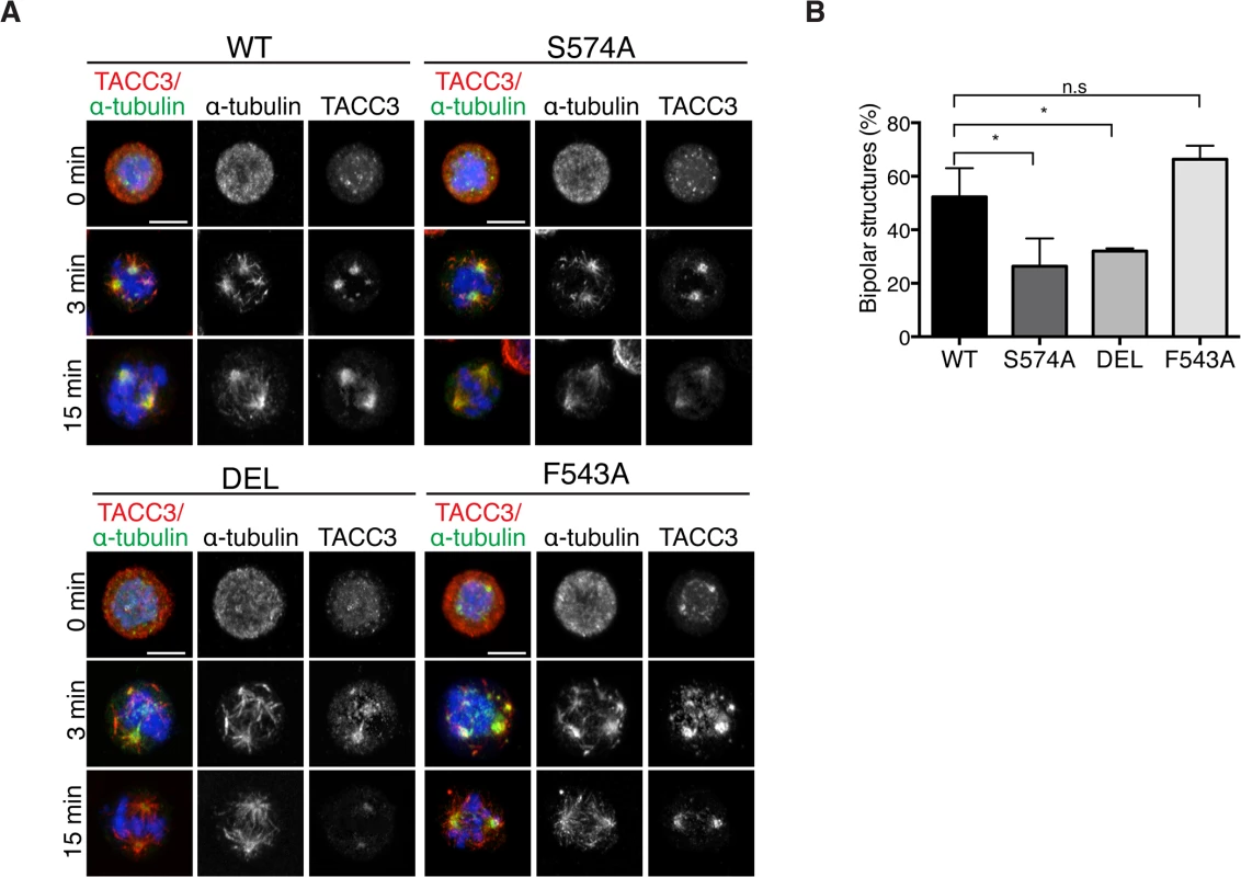 The appearance of bipolar spindles is delayed in S574A and DEL cells following MT regrowth.