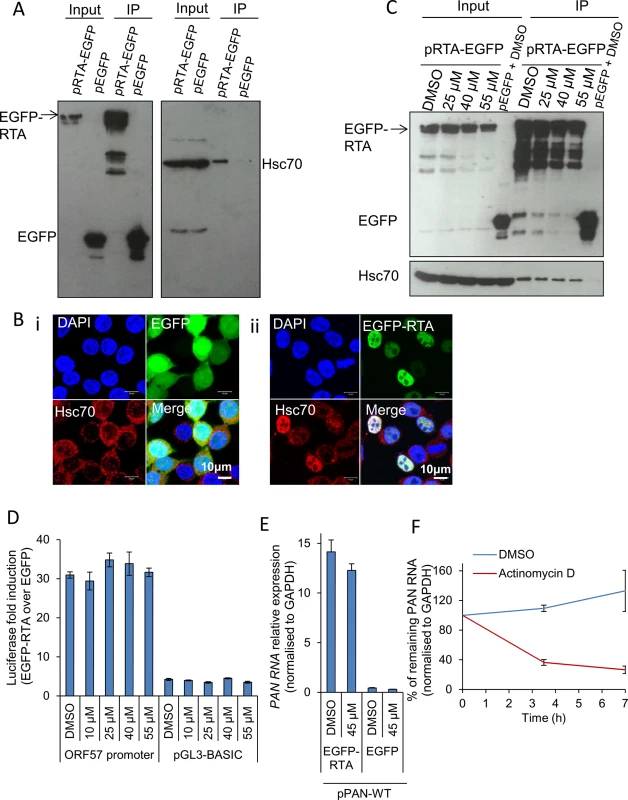Hsp70 isoforms were not required for RTA-mediated transactivation of KSHV promoters.