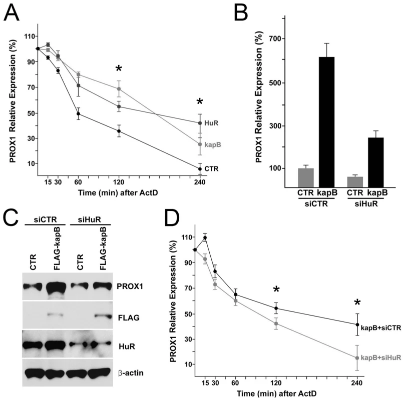 Kaposin-B upregulates PROX1 by promoting its mRNA stability through HuR.