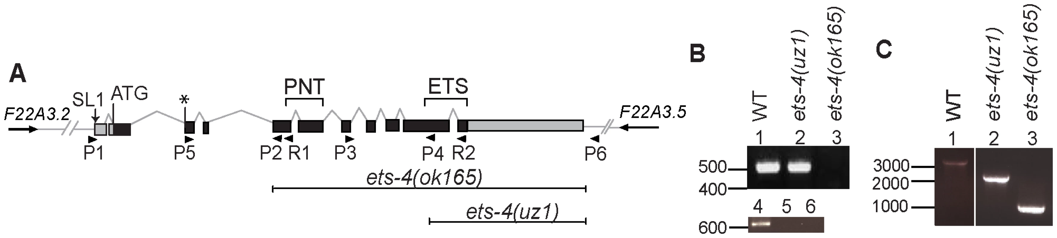 Schematic of <i>ets-4</i> gene structure and gene deletion analysis.