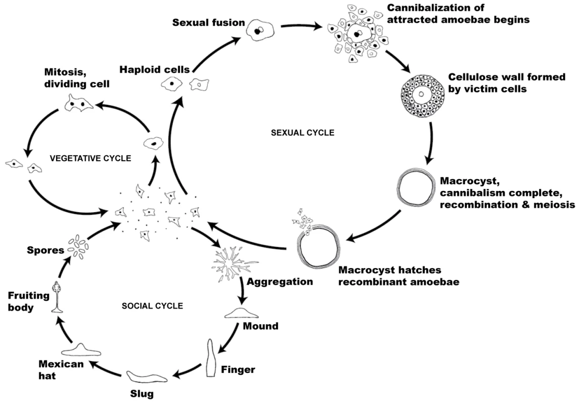 The life cycle of <i>Dictyostelium discoideum</i>.
