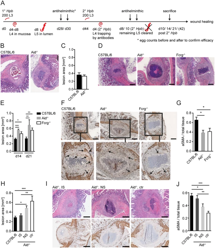 Antibody and Fcrg deficient mice display increased intestinal lesions and reduced accumulation of myofibroblasts.