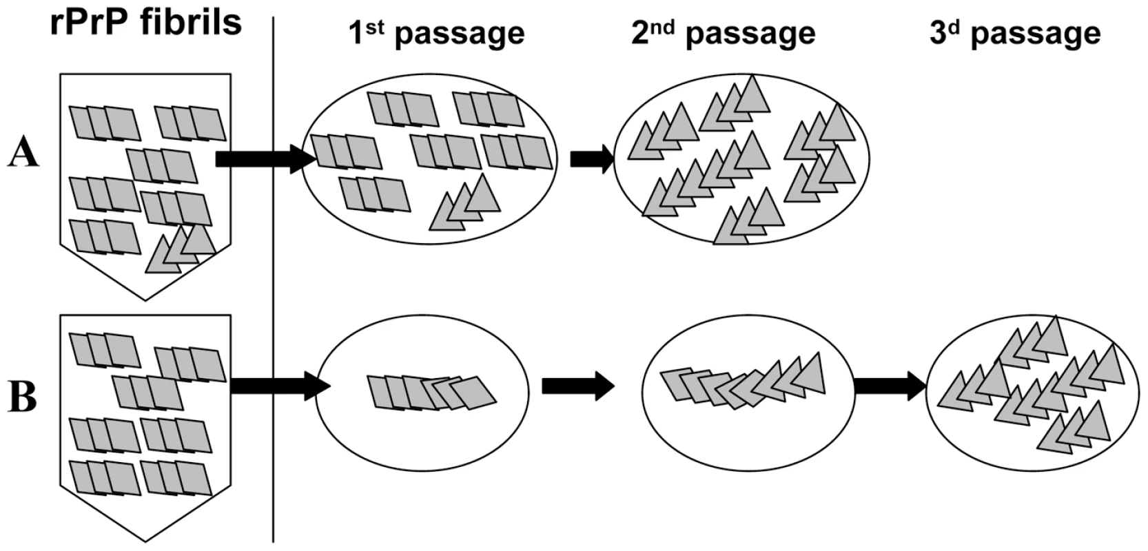Schematic representation of two mechanisms responsible for generating transmissible prion diseases <i>de novo</i>.