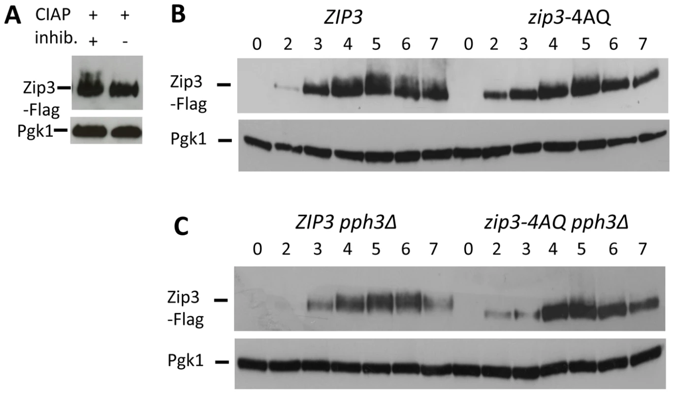 Zip3 phosphorylation depends on one or more S/T-Q Tel1/Mec1 kinases consensus phosphorylation sites and persists in a <i>pph3Δ</i> phosphatase mutant.