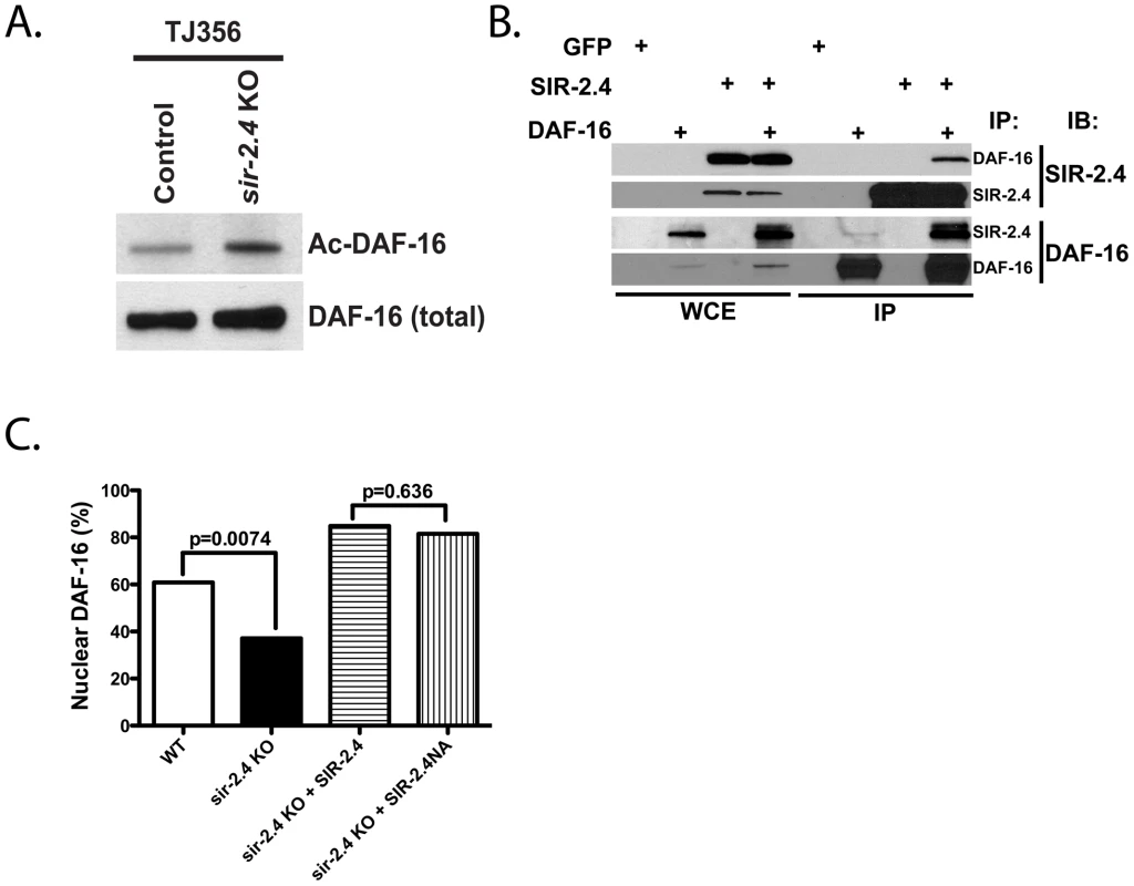 SIR-2.4 interacts with DAF-16 and promotes DAF-16 deacetylation and function independently of catalytic activity.