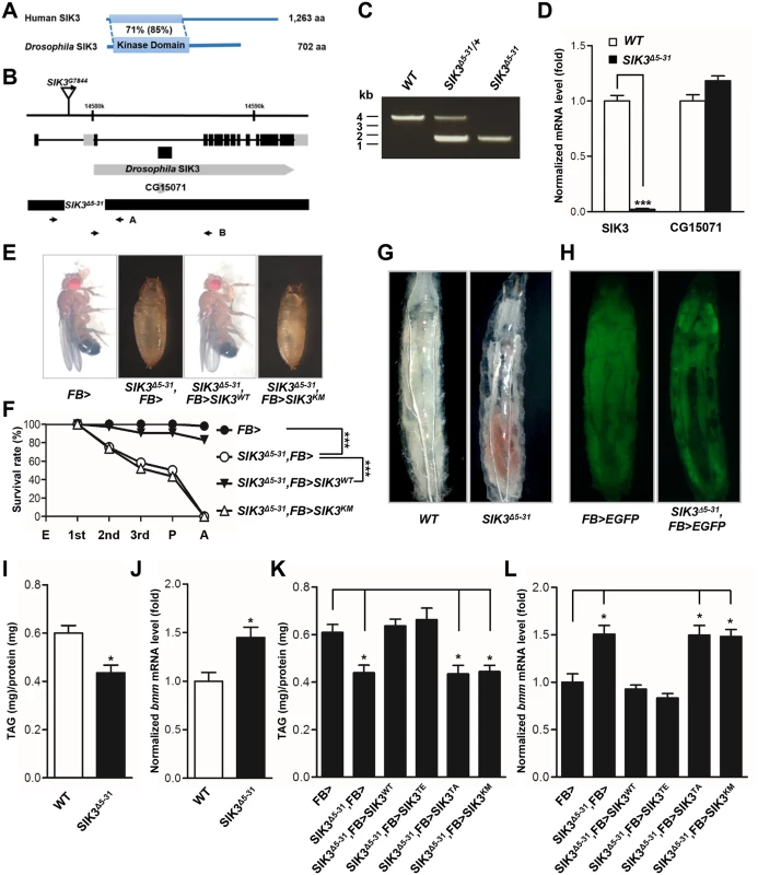 SIK3 null mutant is defective in lipid homeostasis and storage.