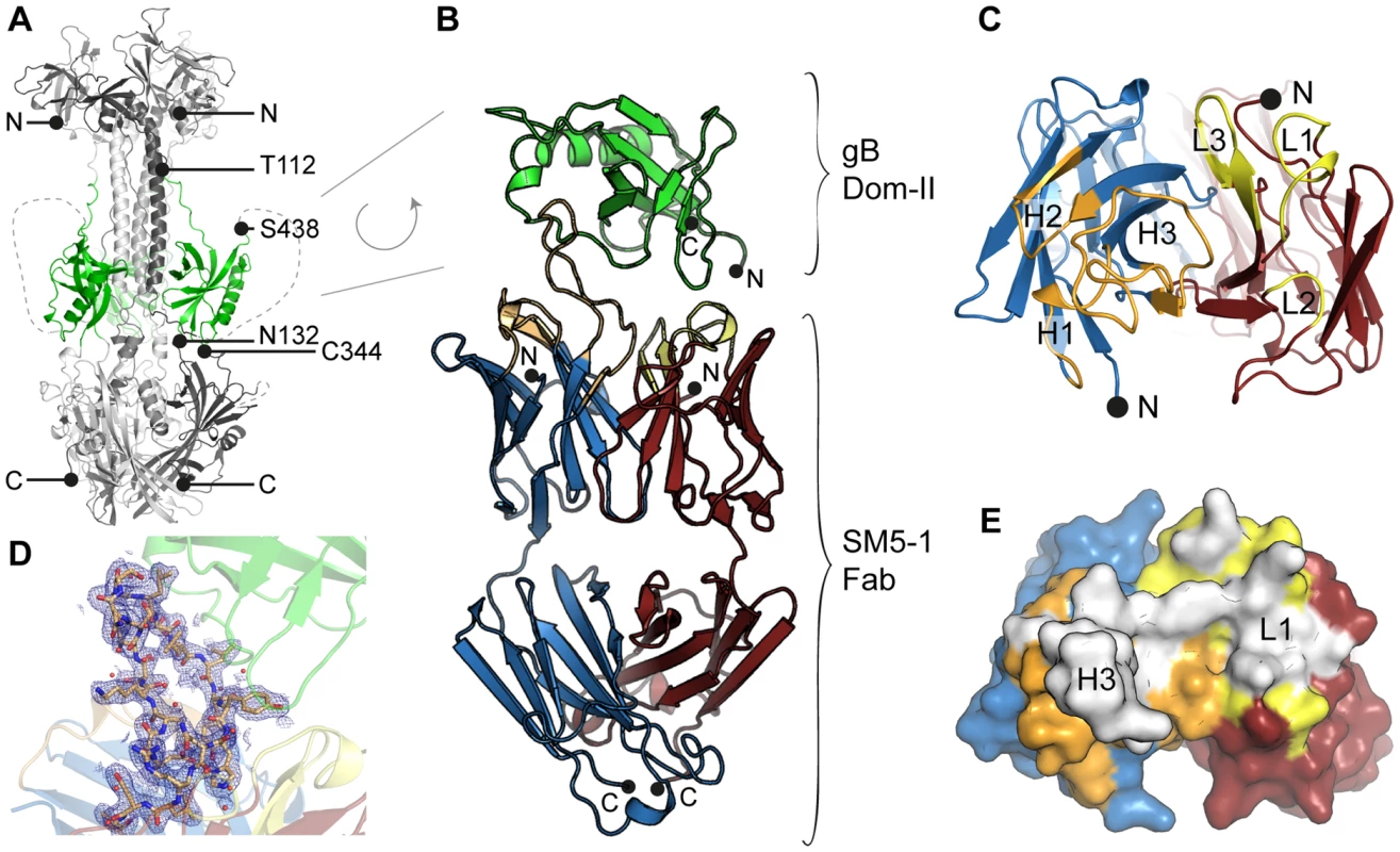HCMV gB Dom-II recognition by antibody SM5-1.