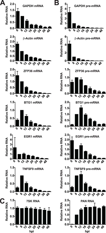 Candidate ORF57-bound pre-RNAs display distinct steady-state level kinetics during lytic reactivation.
