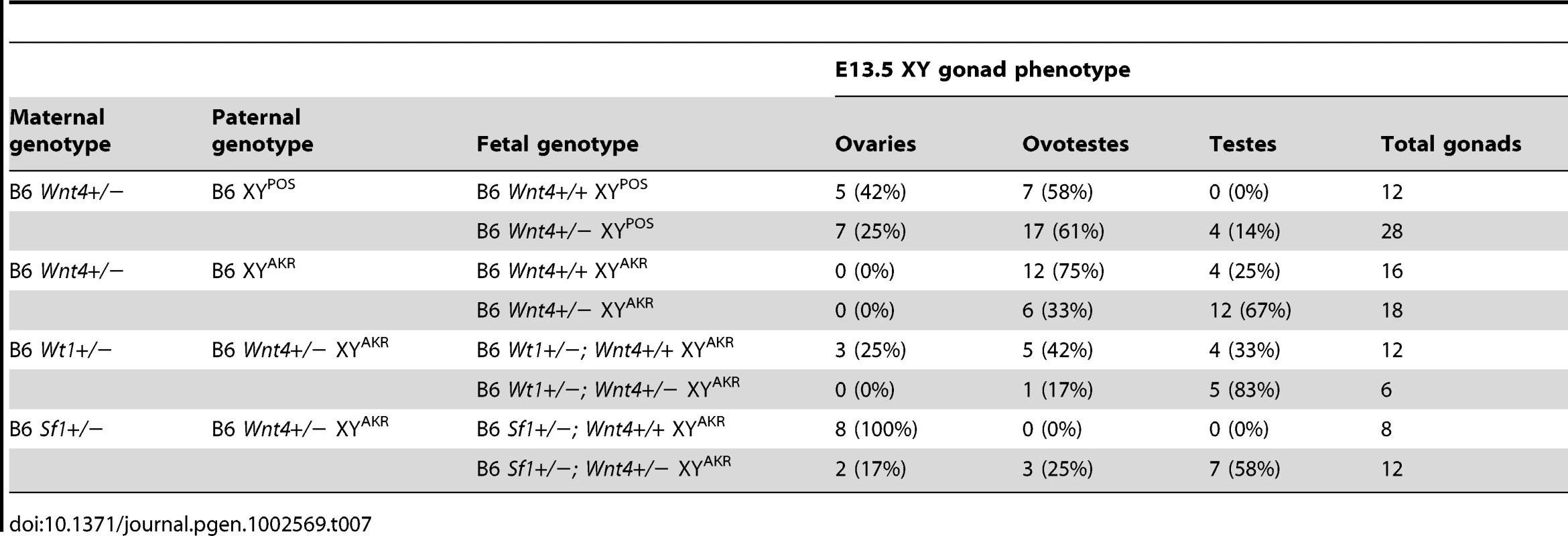 Reducing the &lt;i&gt;Wnt4&lt;/i&gt; dosage partially rescues the sex reversal phenotypes of E13.5 B6 XY&lt;sup&gt;POS&lt;/sup&gt;, B6 XY&lt;sup&gt;AKR&lt;/sup&gt;, B6 &lt;i&gt;Wt1&lt;/i&gt;+/− XY&lt;sup&gt;AKR&lt;/sup&gt;, and B6 &lt;i&gt;Sf1&lt;/i&gt;+/− XY&lt;sup&gt;AKR&lt;/sup&gt; gonads.