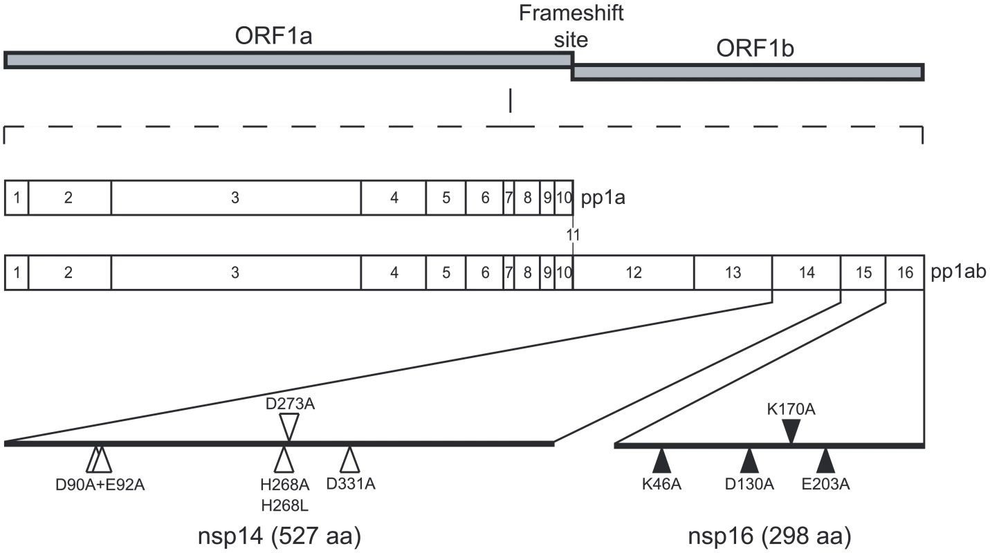 Genomic organization of CoV pp1a/pp1ab and location of the nsp14 and nsp16 mutants.