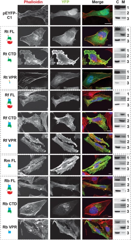 RalF subcellular localization and actin filament disruption mediated by the SCD and VPR.