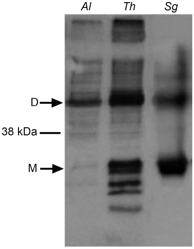 Western blots of the membrane preparations from C41 <i>E. coli</i> strains expressing microsporidian AOX proteins.