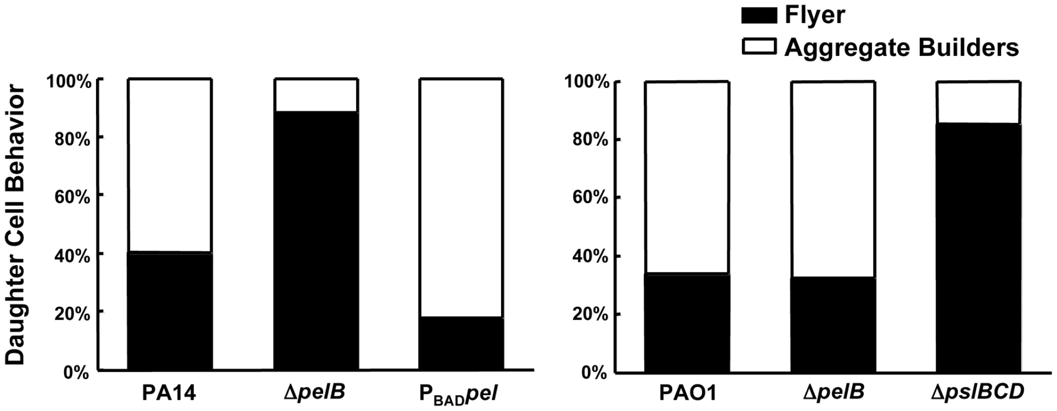 Pel impacts daughter cell behavior in early PA14 biofilms.