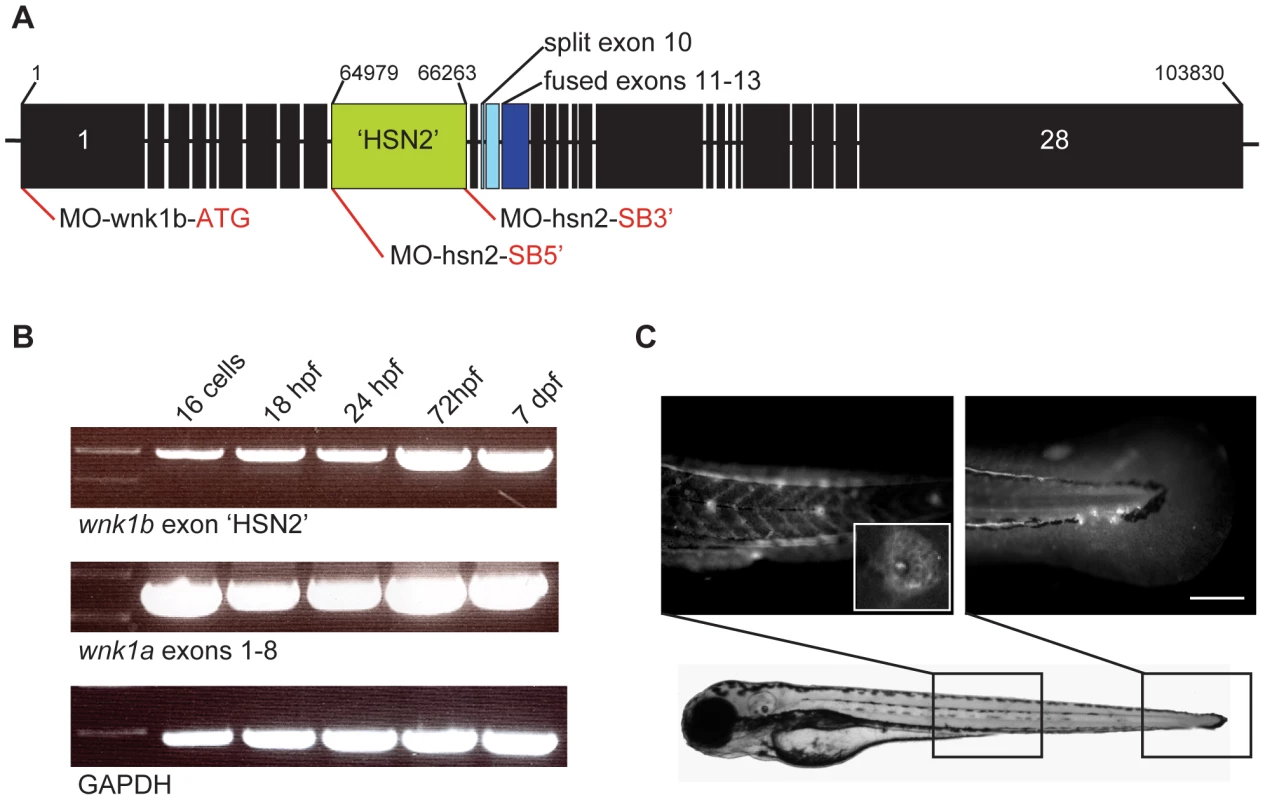 Expression of the WNK1 kinase in zebrafish embryos.