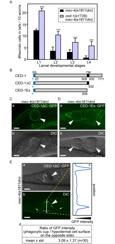 Necrotic cells are recognized by phagocytic receptor CED-1.