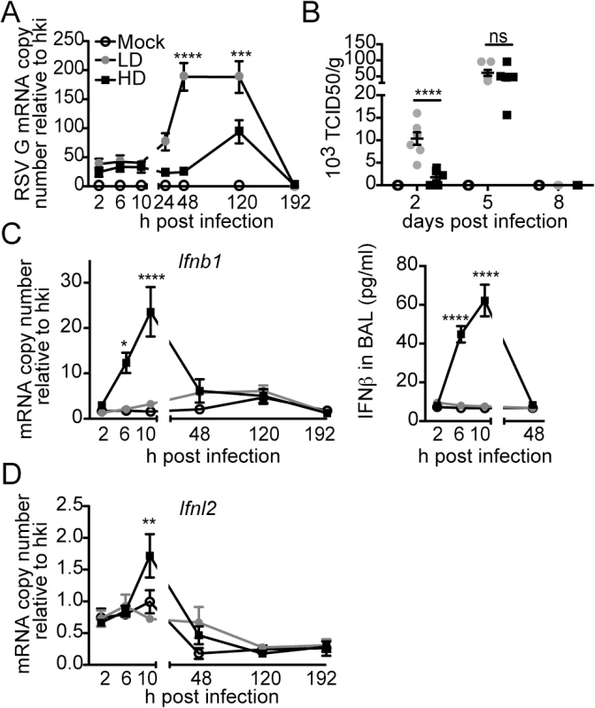 RSV iDVGs rapidly induce an antiviral response that controls viral load in mice.