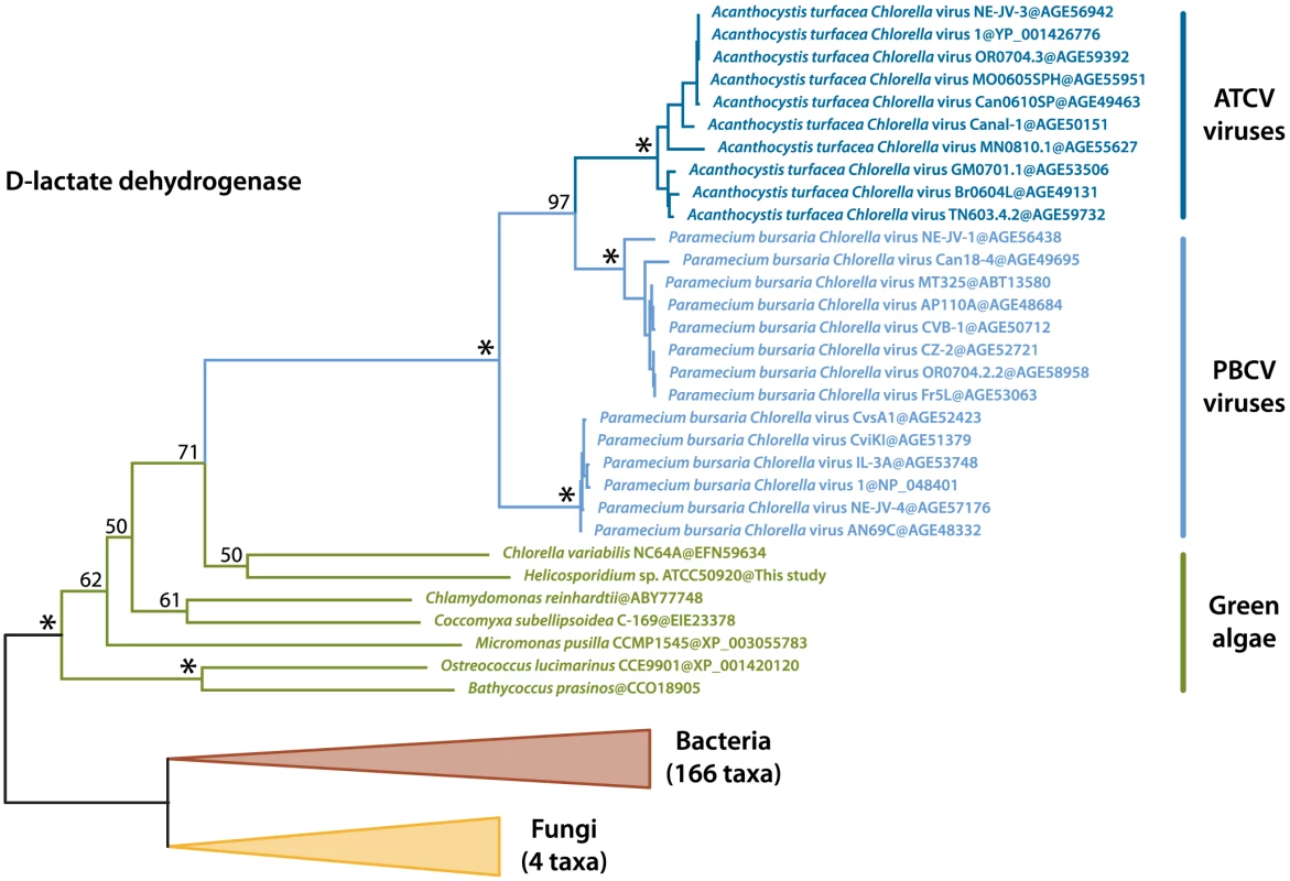 Maximum likelihood tree of the D-lactate dehydrogenase transferred by HGT between green algae and their viruses.