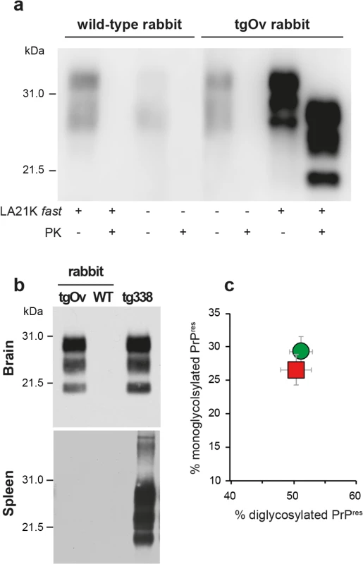 Brain PrP<sup>Sc</sup> in ovine PrP transgenic rabbit infected with LA21K fast scrapie prions.