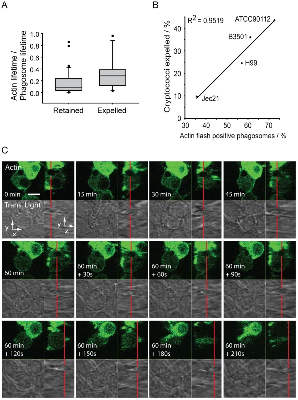 Actin flashes are positively correlated with cryptococcal expulsion but do not contribute to force generation.