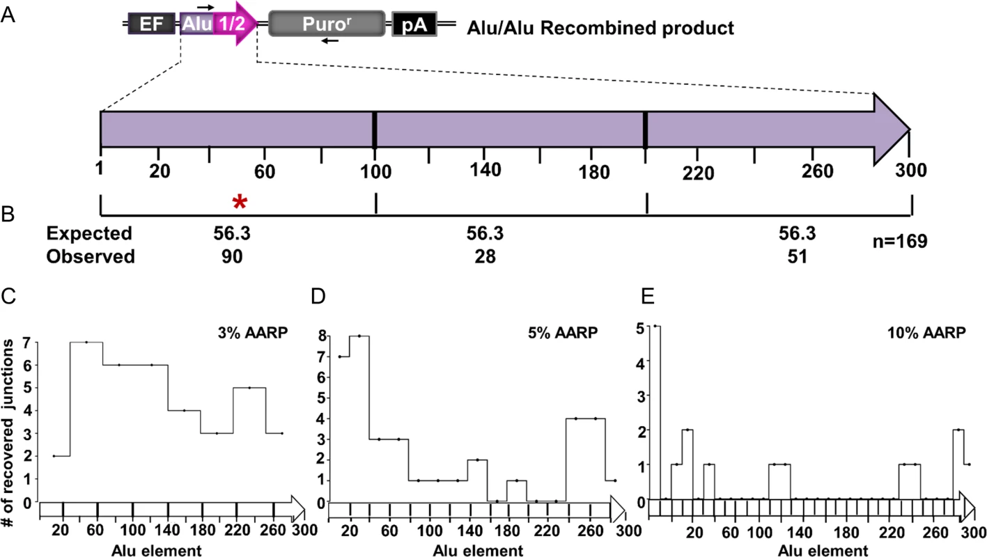 The distribution of Alu/Alu recombination junctions in AARP HEK293FRT cells.
