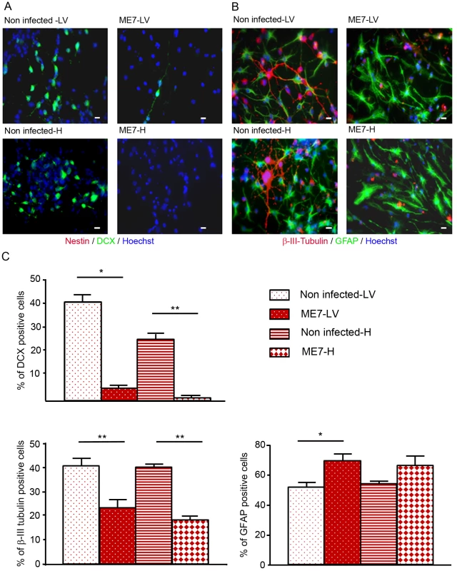 Impairment of the neuronal differentiation of NSC derived from prion infected mice.