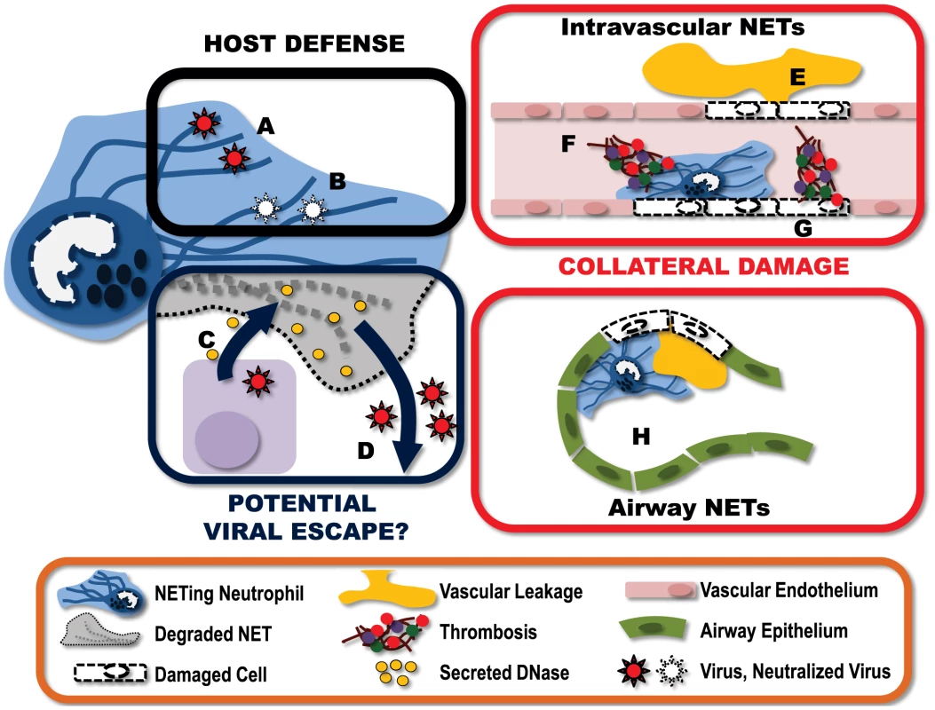 Virally-induced NETs represent a complex and multifaceted component of the host immune response.