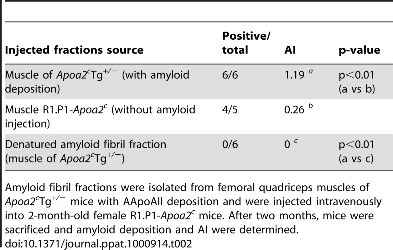AApoAII amyloid deposits in R1.P1-<i>Apoa2<sup>c</sup></i> mice injected with amyloid fibril fractions isolated from the muscles of AApoAII-deposited mice.