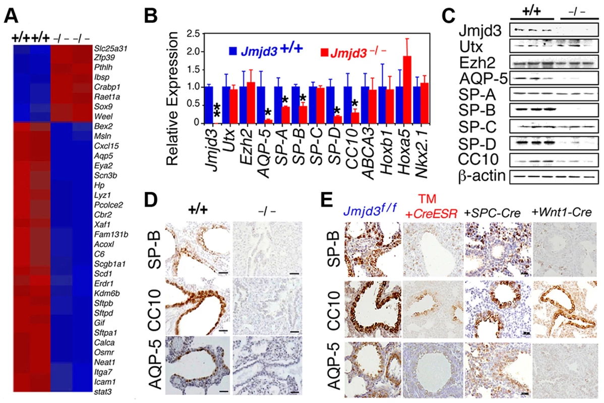 Jmjd3 regulates the expression of genetic markers of lung development.