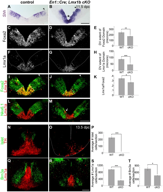 Loss of <i>Lmx1b</i> alters the size of the FP, the mDA progenitor domain, and ventral midbrain patterning.