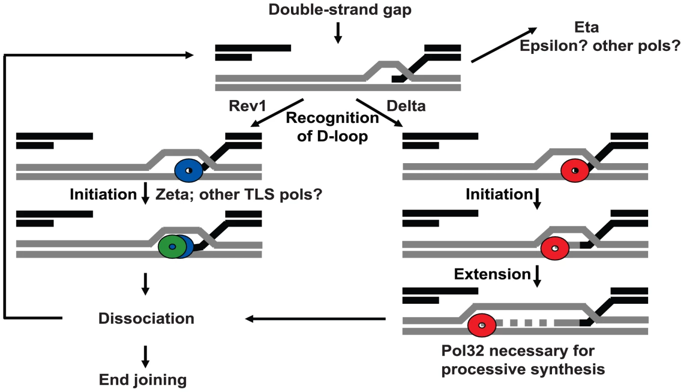 Model for polymerase action at a DSB.