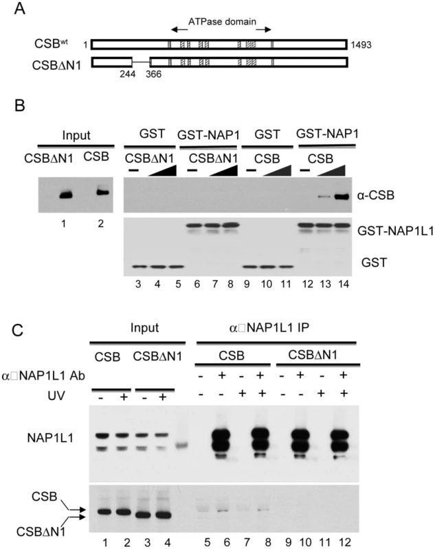 The N1 Region of CSB Is Critical for NAP1L1 Interaction.